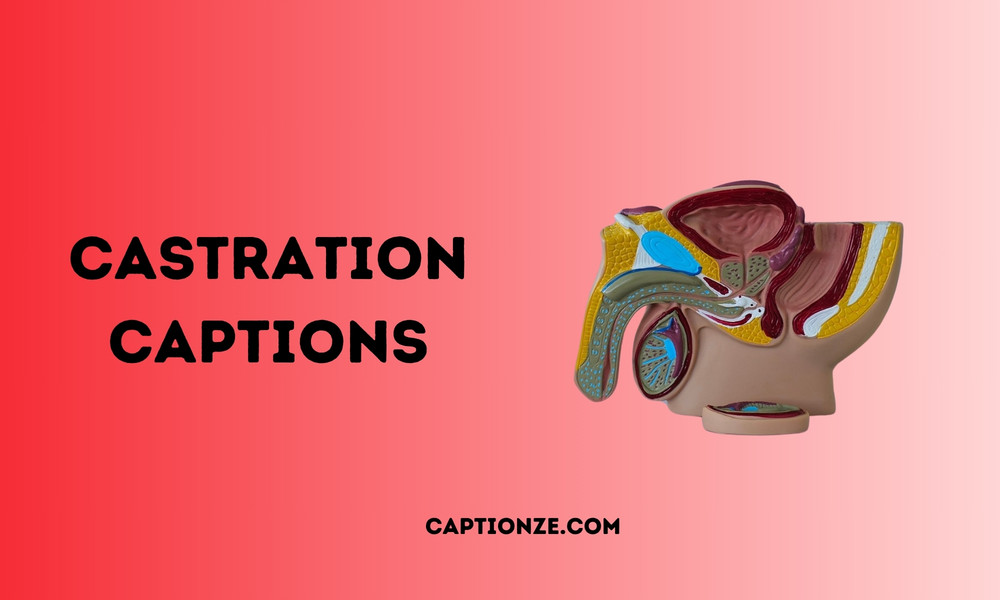 You are currently viewing 500+ Hilarious & Brutal Castration Captions for 2025